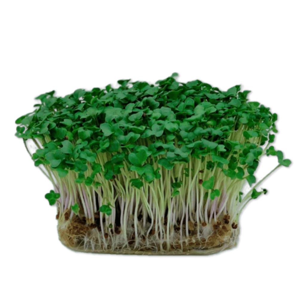 Microplante - Broccoli