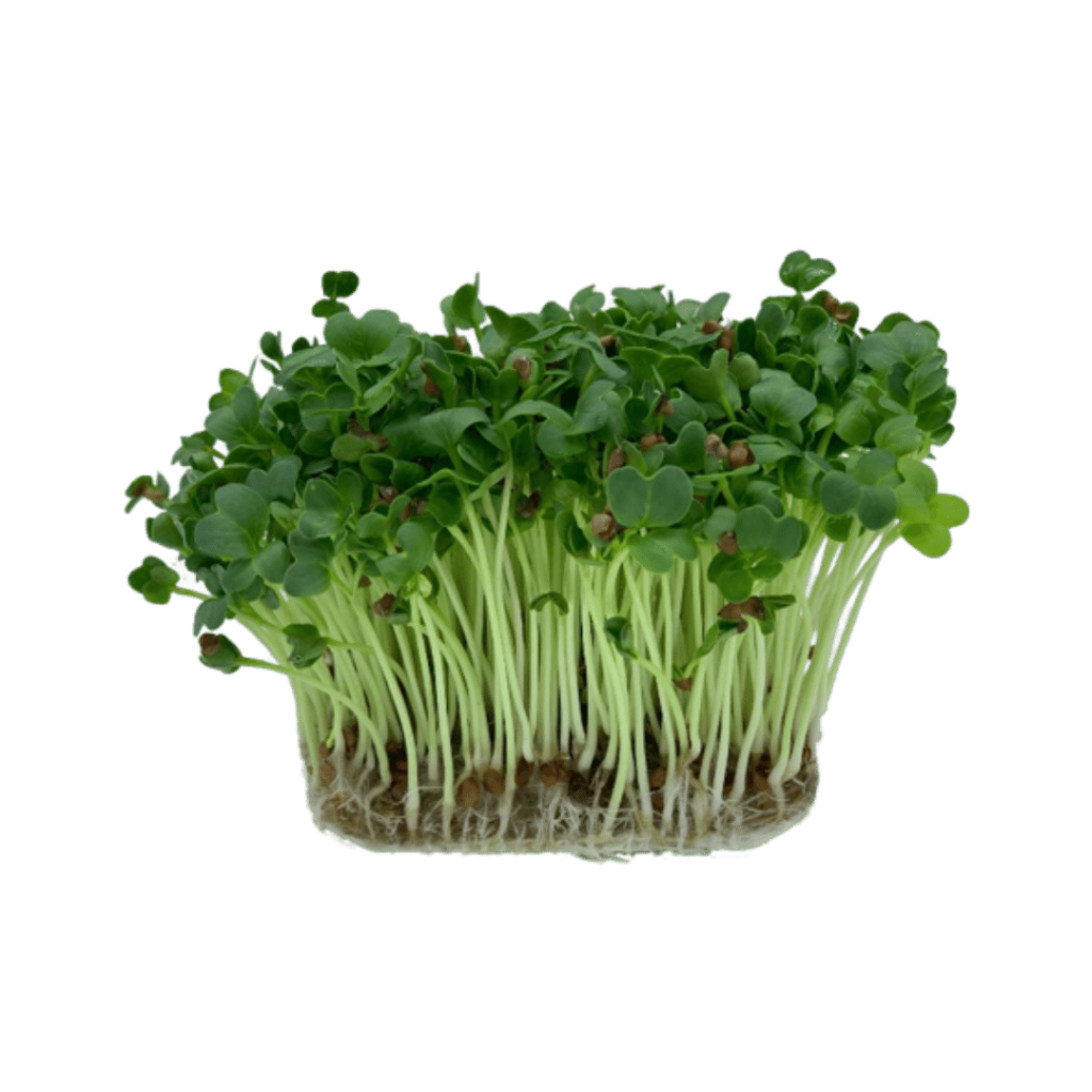 Microplante - Ridiche Daikon