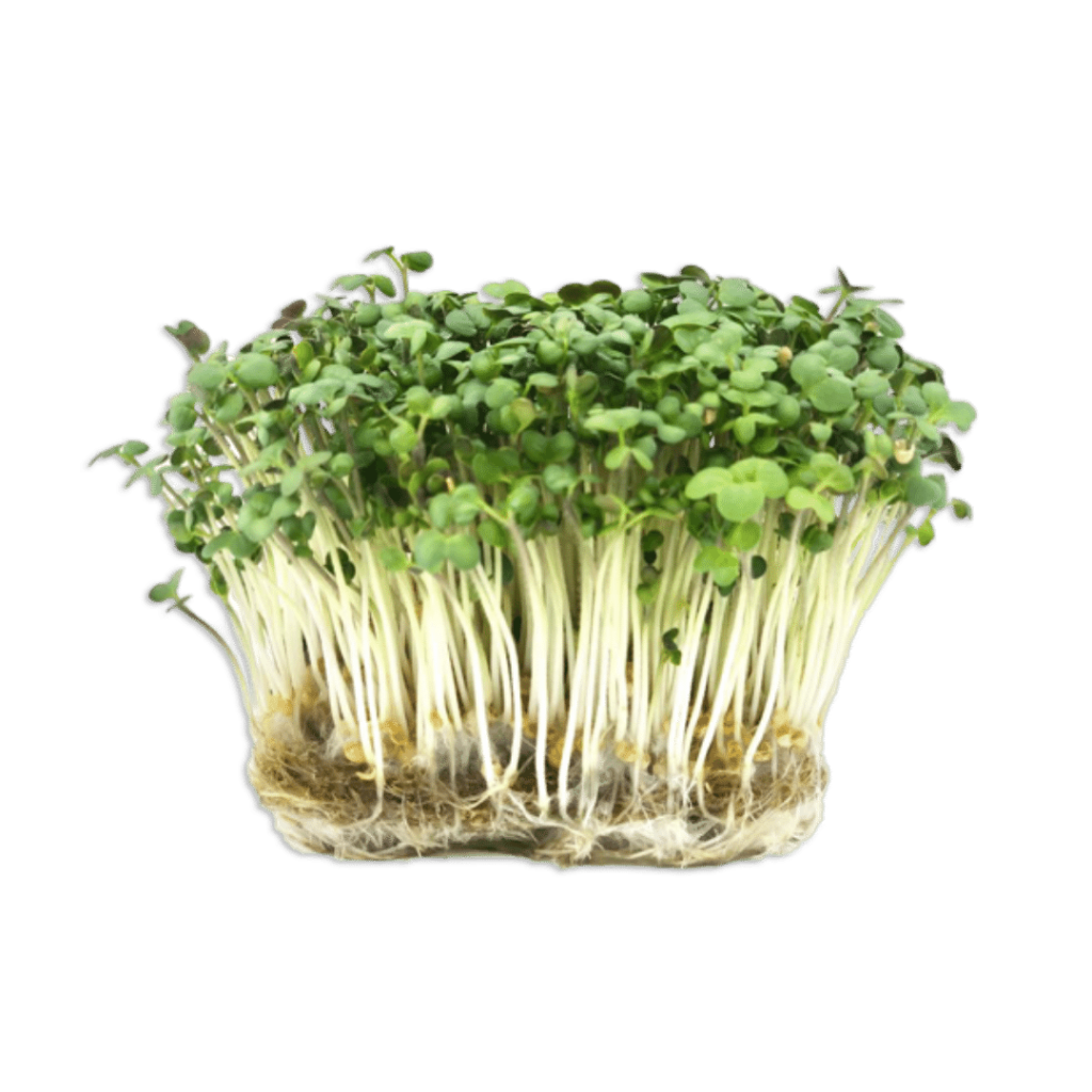 Microplante - Muștar