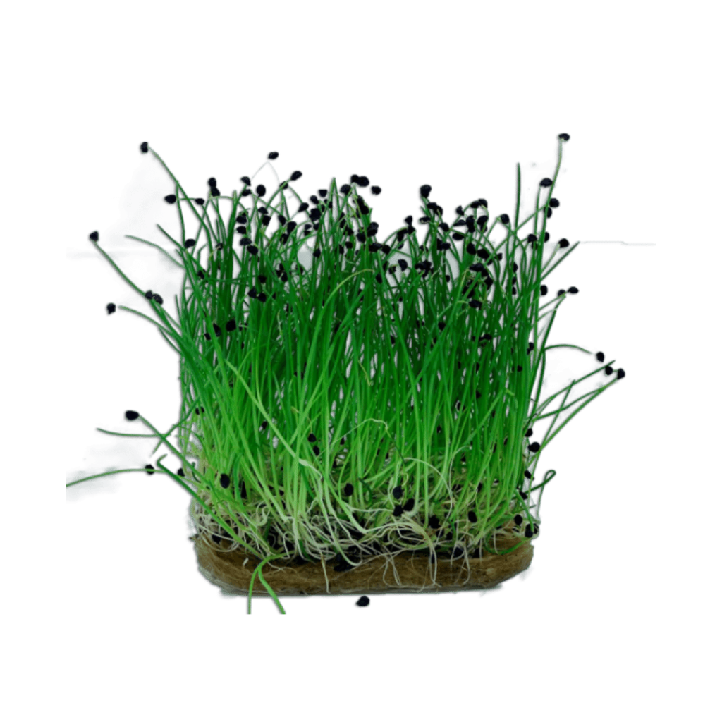 Microplante - Chives