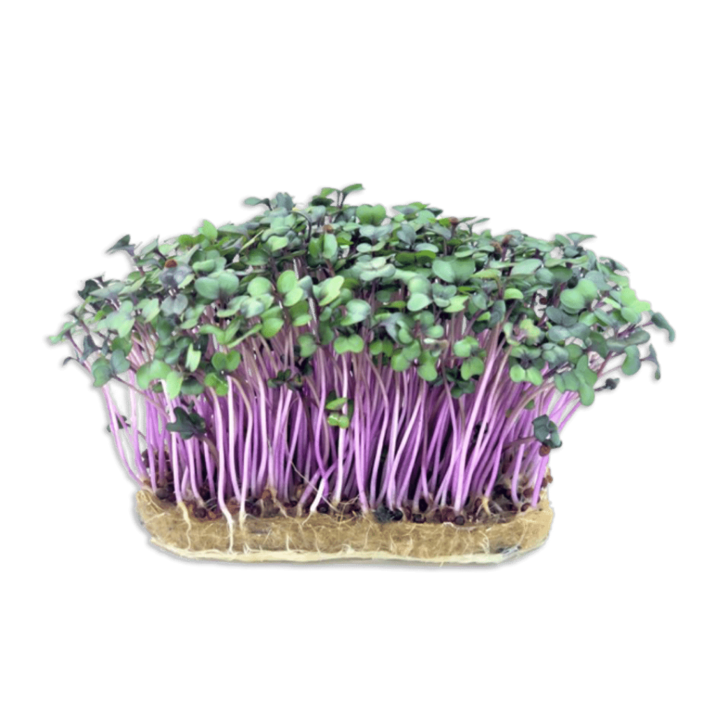Microplante - Varză roșie