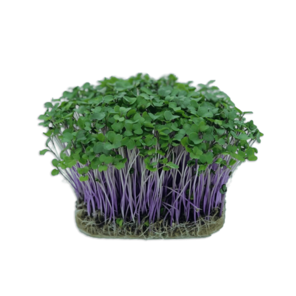 Microplante - Gulie purpurie