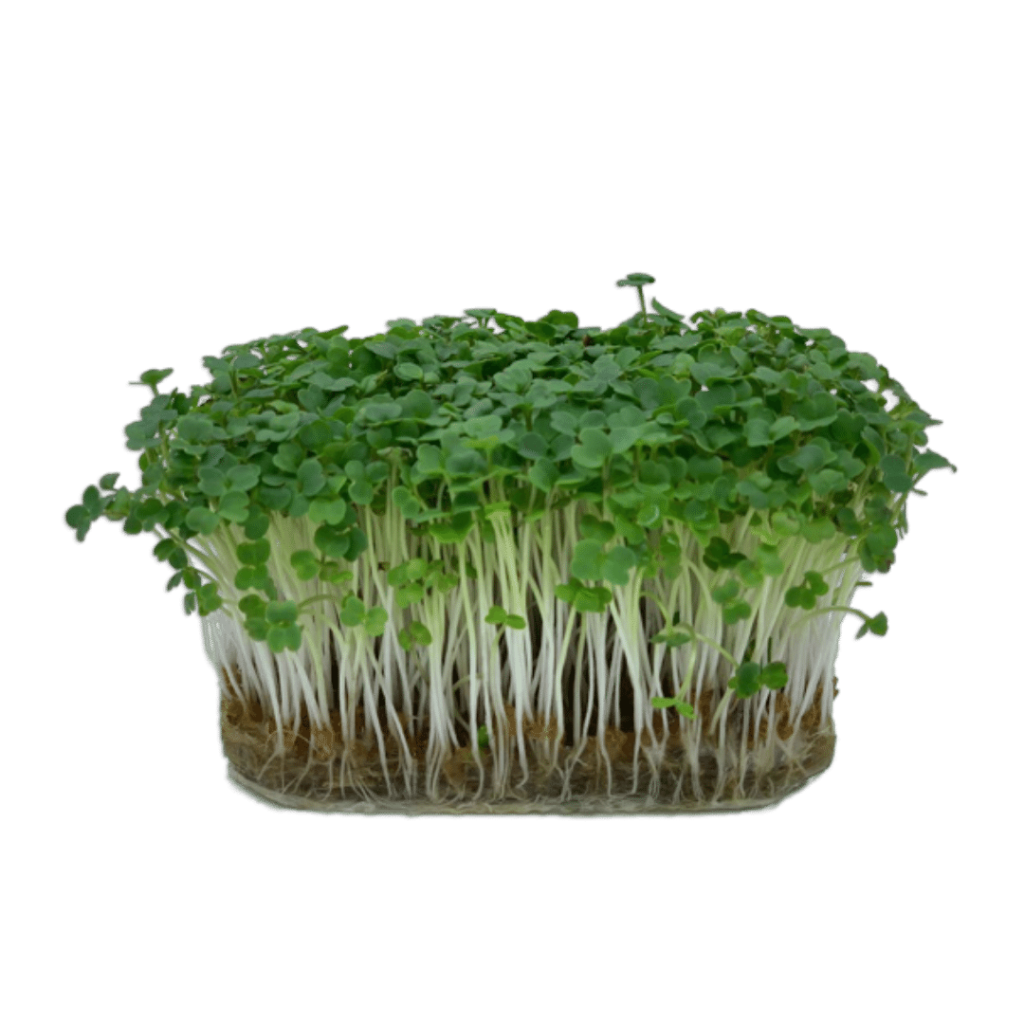 Microplante - Rucola