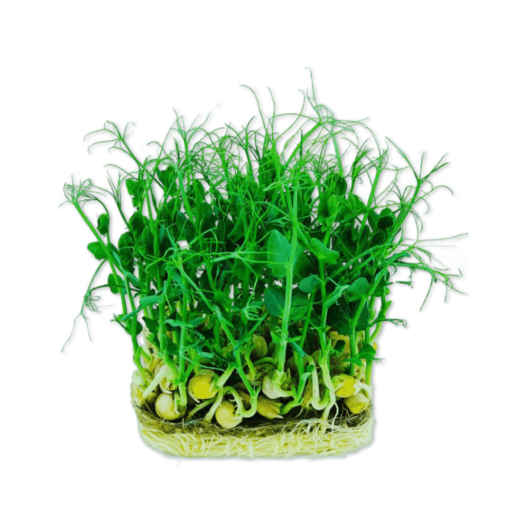 Microplante - Mazăre