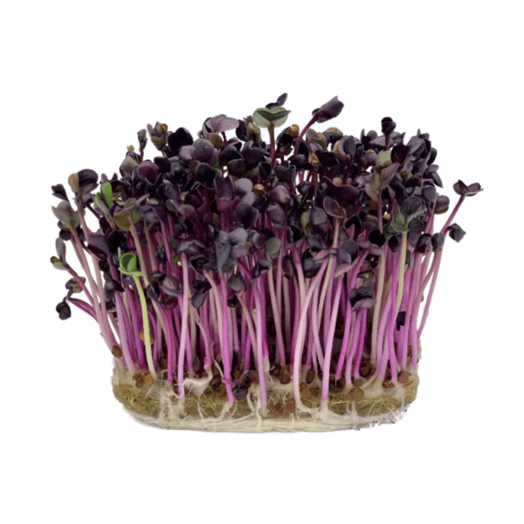 Microplante - Ridiche purpurie