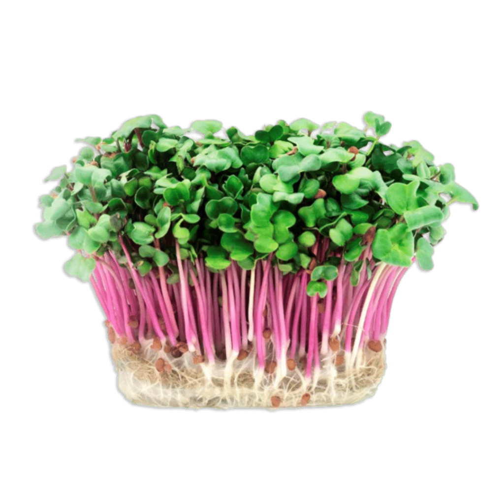 Microplante - Ridiche rose