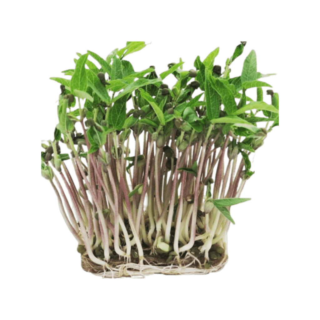 Microplante - Fasole Mung