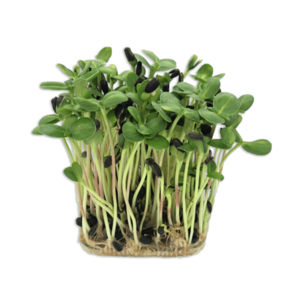 Microplante - Floarea Soarelului