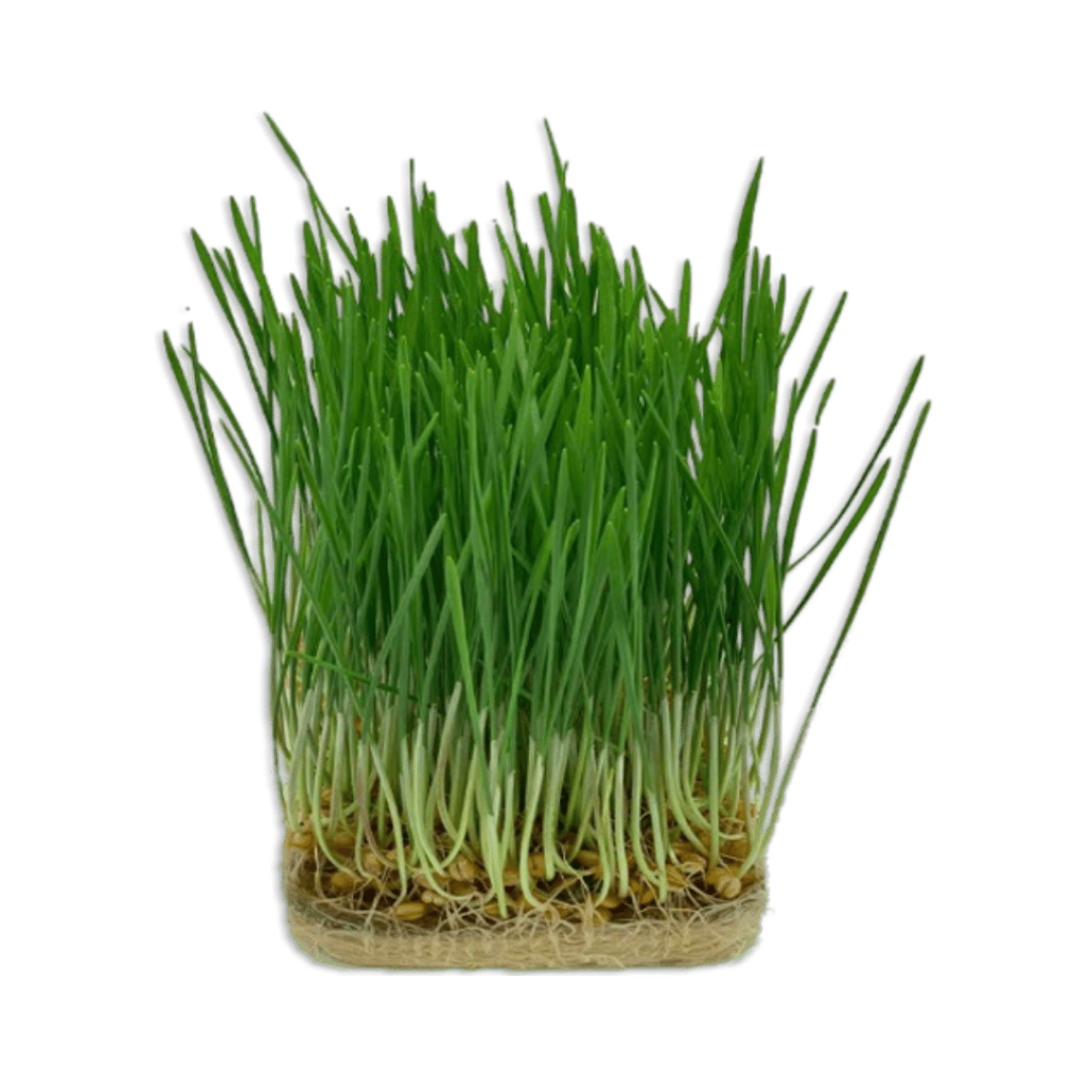 Mircoplante - Iarbă de grâu