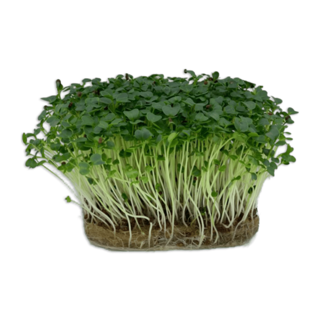 Microplante - Varză Kale