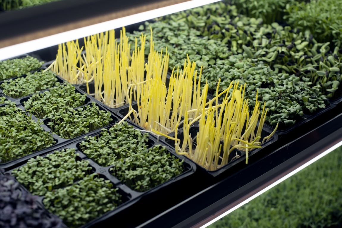 Microplante RosPlant