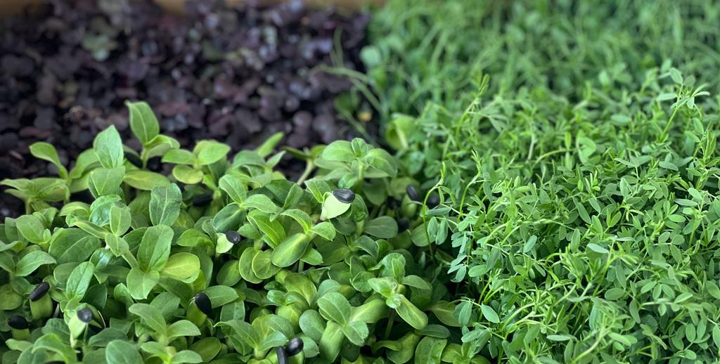 Microplante Diversitate